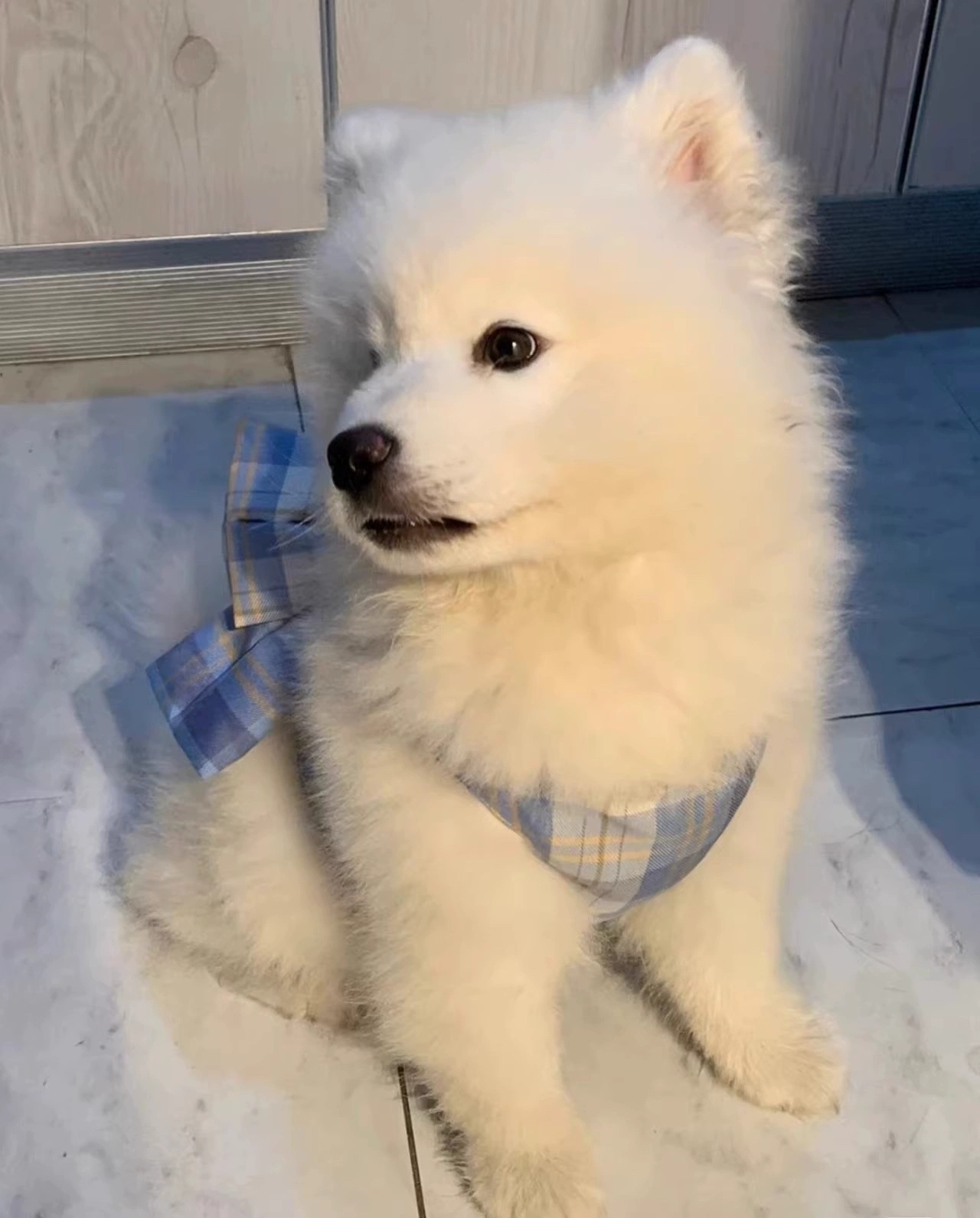 萨摩耶犬温顺不拆家好养活